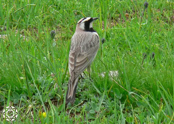 Horned Lark