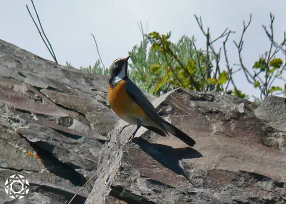 White-throated Robin