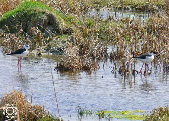 Black-winged Stilts