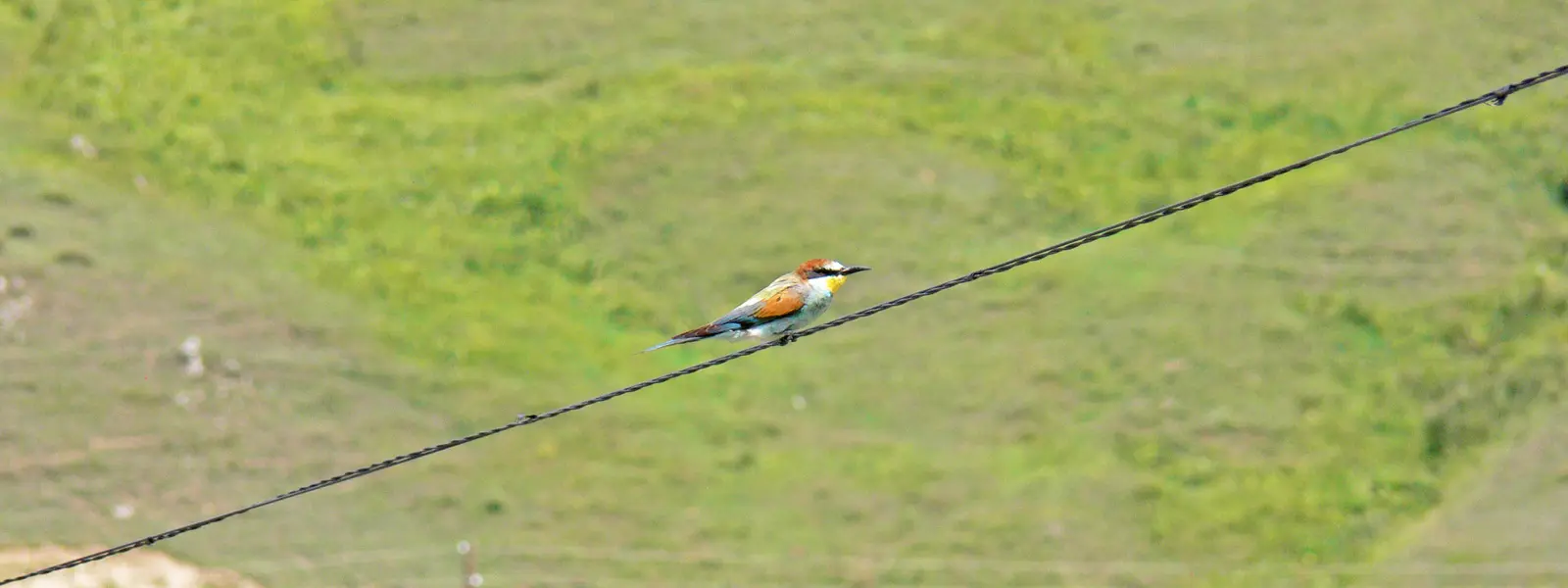 Bee-eater